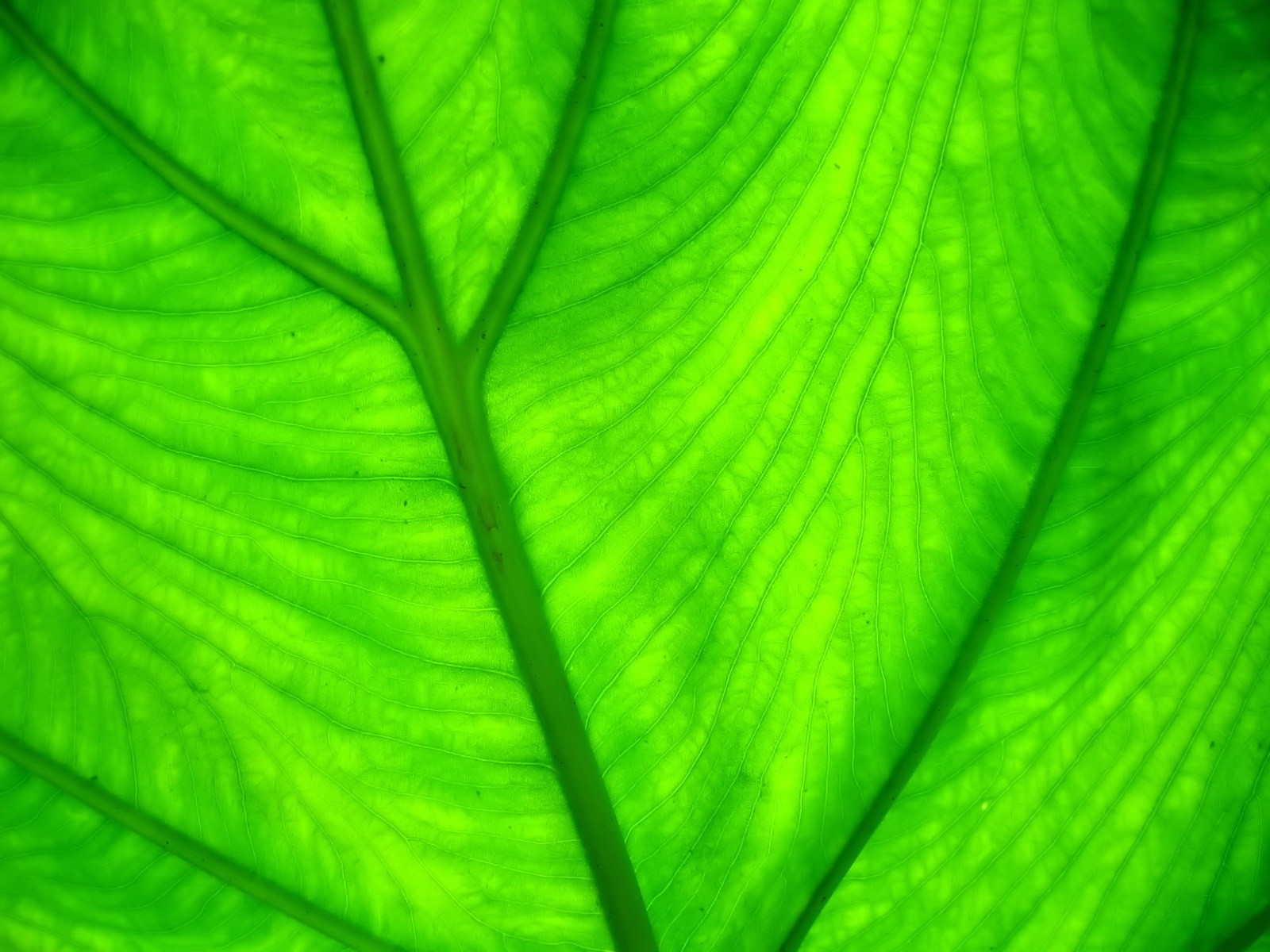 leaves, Macro, Plants Wallpaper