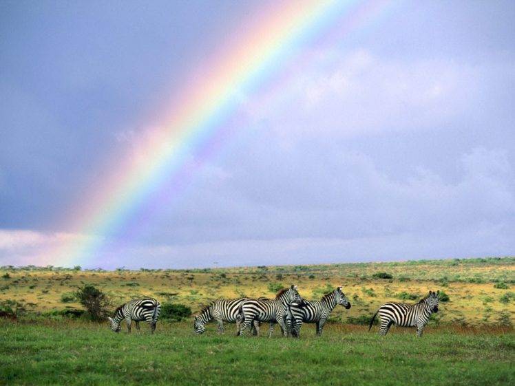 field, Rainbows, Zebras, Africa, Savannah, Plains, Grass HD Wallpaper Desktop Background