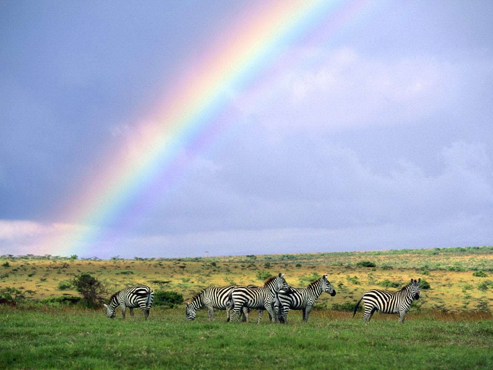 field, Rainbows, Zebras, Africa, Savannah, Plains, Grass Wallpaper