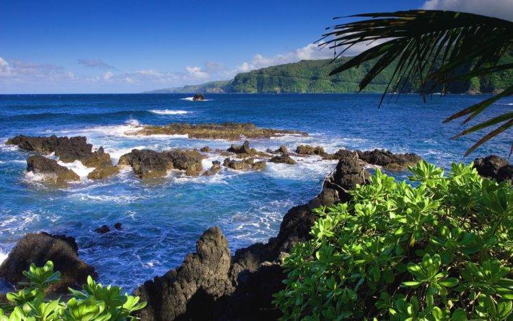 sea, Island, Rocks, Palm trees HD Wallpaper Desktop Background