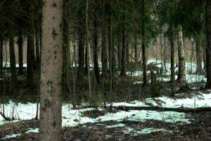 forest, Russia, Trees, Snow