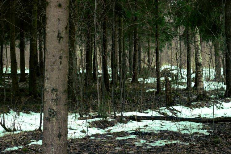forest, Russia, Trees, Snow HD Wallpaper Desktop Background