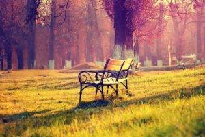 bench, Grass, Trees, Fall
