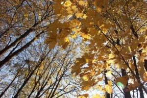 fall, Trees, Leaves, Forest