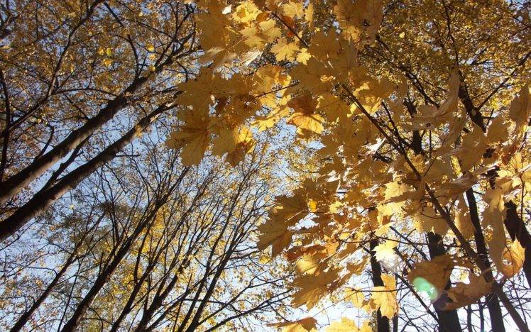 fall, Trees, Leaves, Forest HD Wallpaper Desktop Background