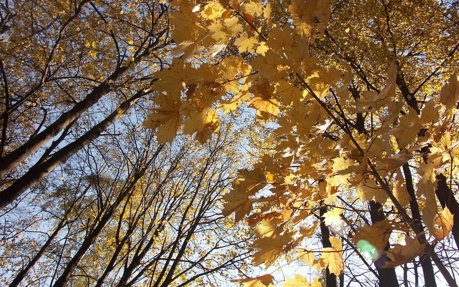 fall, Trees, Leaves, Forest Wallpaper