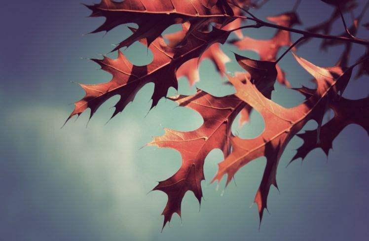 plants, Leaves, Branch HD Wallpaper Desktop Background