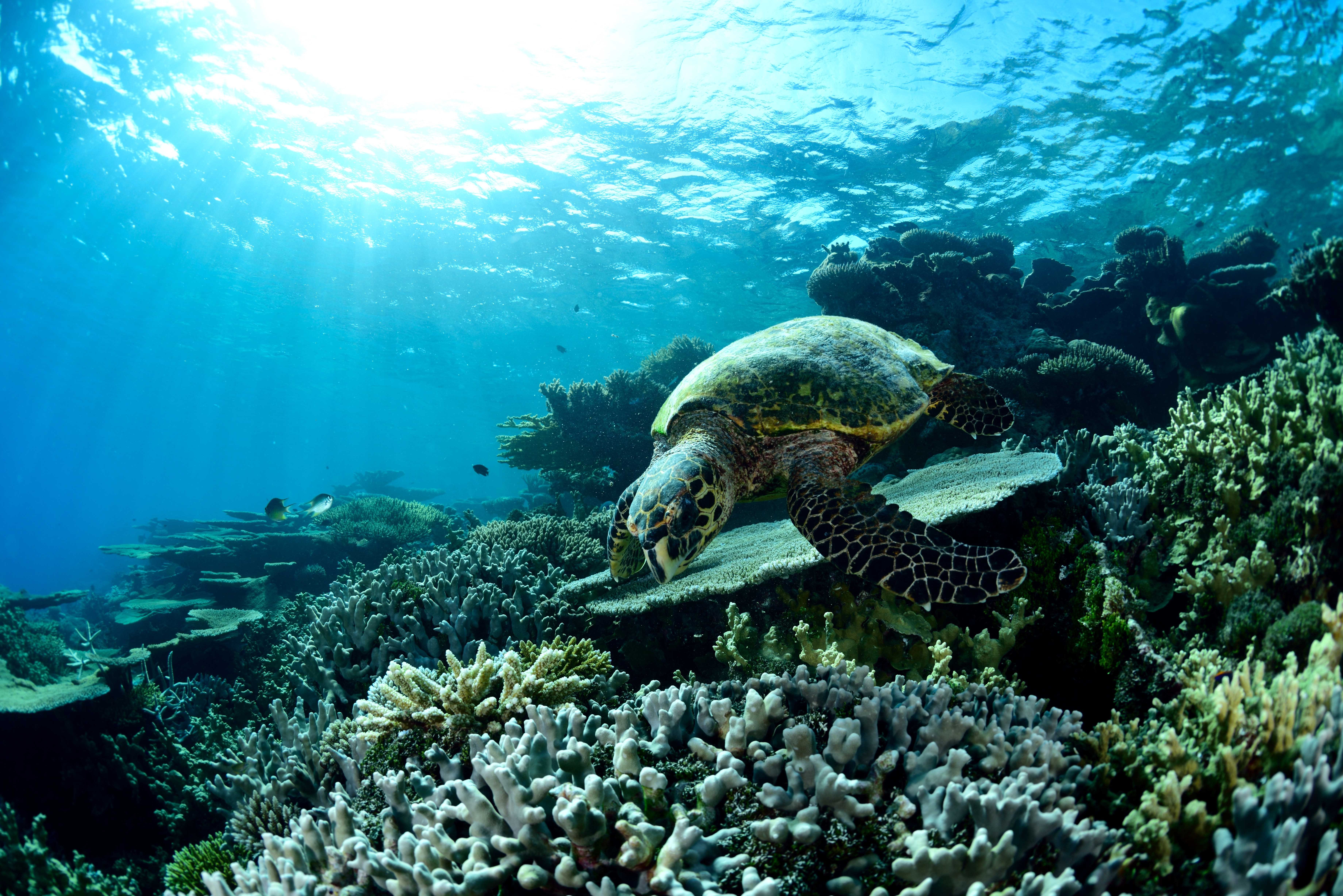 turtle, Sea Wallpaper