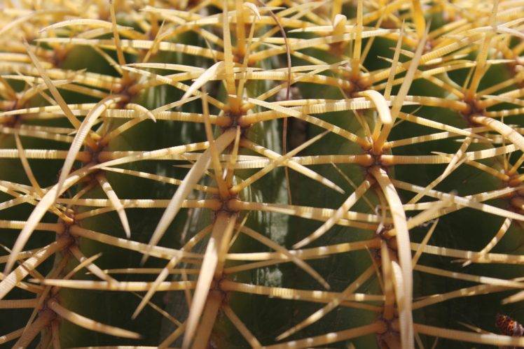 cactus, Plants, Macro HD Wallpaper Desktop Background