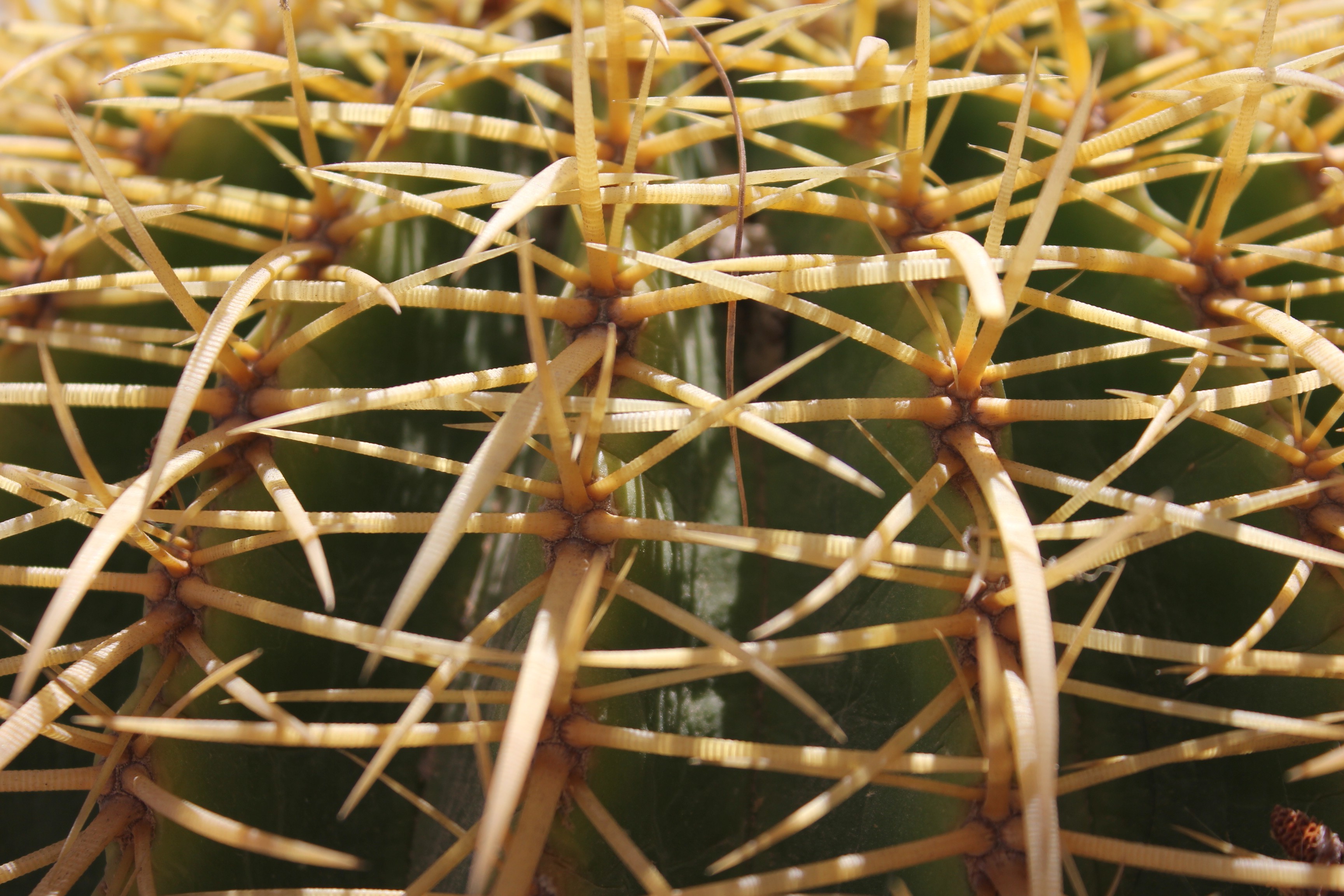 cactus, Plants, Macro Wallpaper