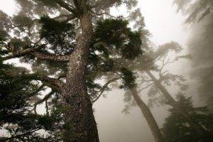 nature, Mist, Trees