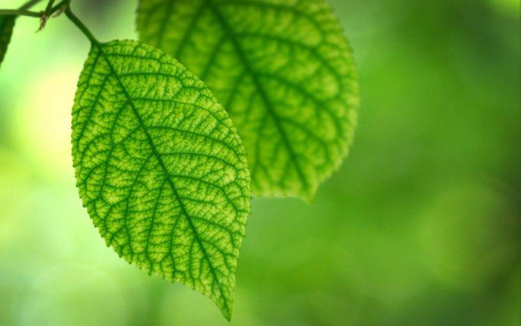 plants, Bokeh, Leaves, Nature, Macro HD Wallpaper Desktop Background