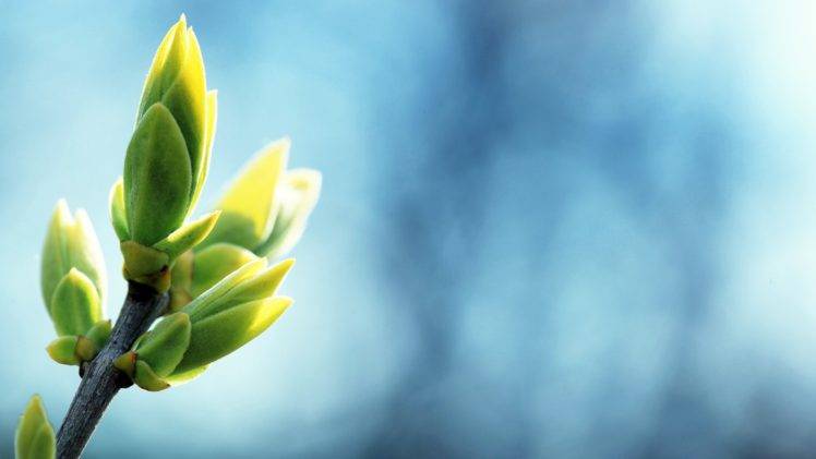 plants, Blue background, Bokeh, Leaves, Nature HD Wallpaper Desktop Background