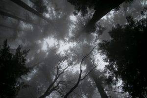 monochrome, Nature, Trees