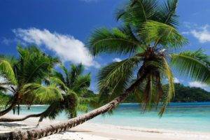 beach, Palm trees, Sea