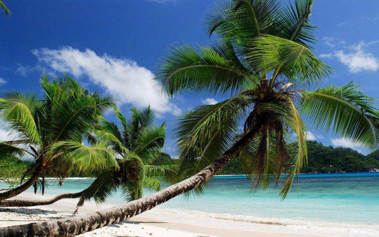 beach, Palm trees, Sea HD Wallpaper Desktop Background