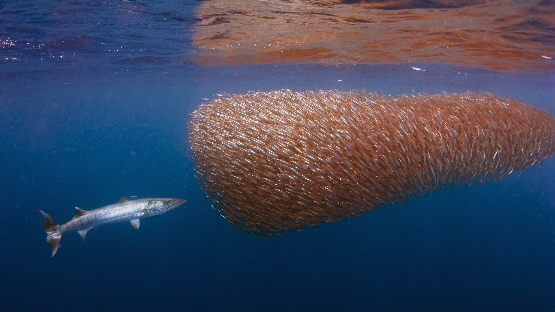 fish, Sea Wallpaper