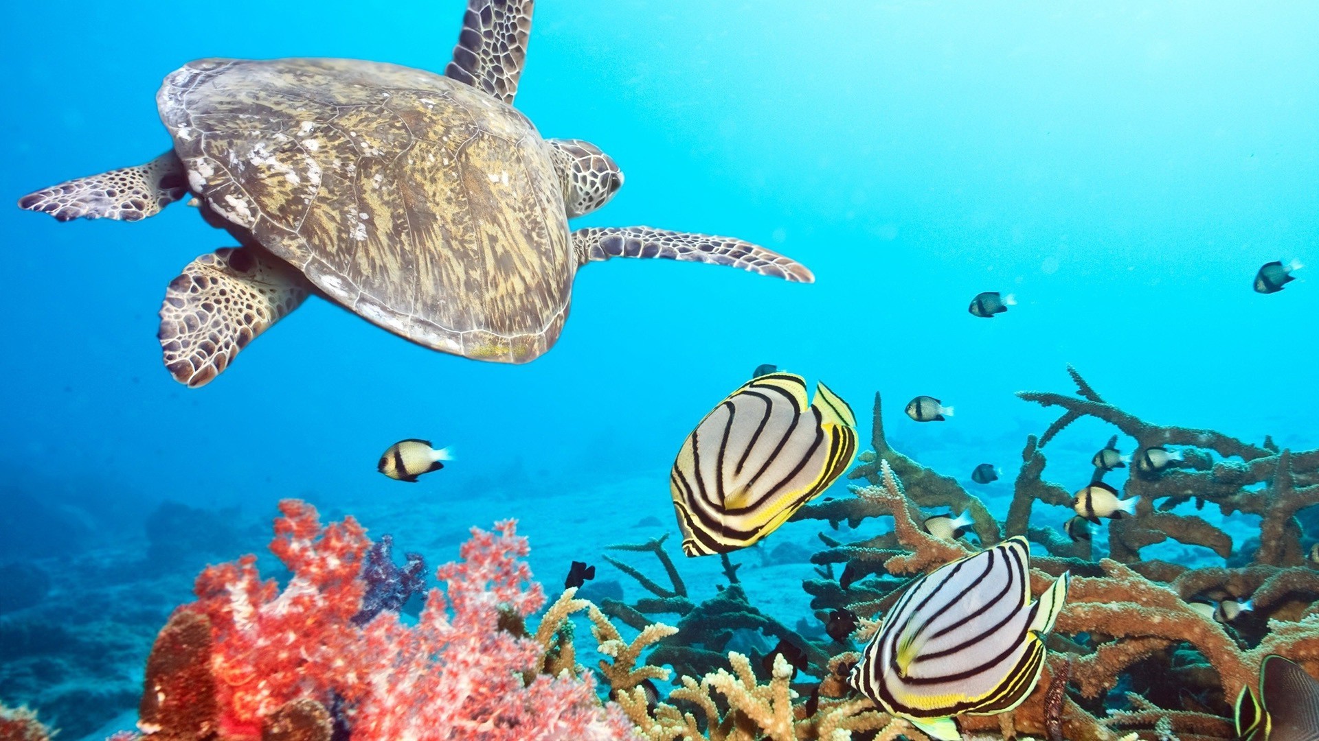 turtle, Fish, Sea, Coral Wallpaper