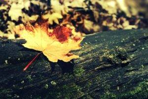 wood, Fall, Nature, Leaves