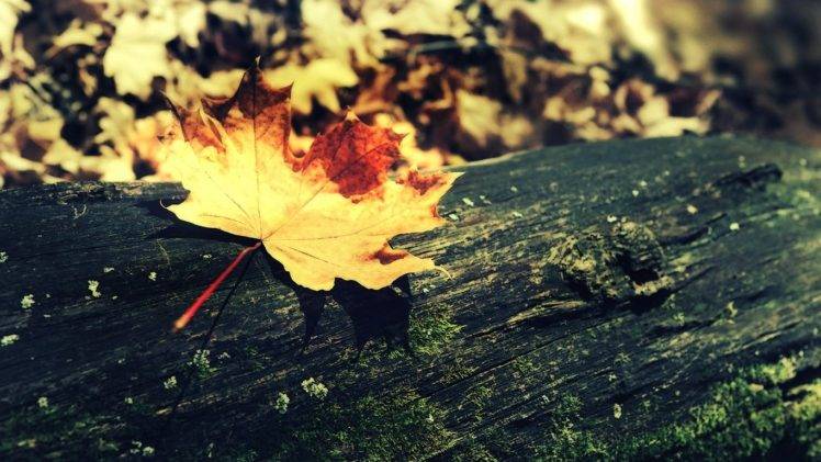 wood, Fall, Nature, Leaves HD Wallpaper Desktop Background