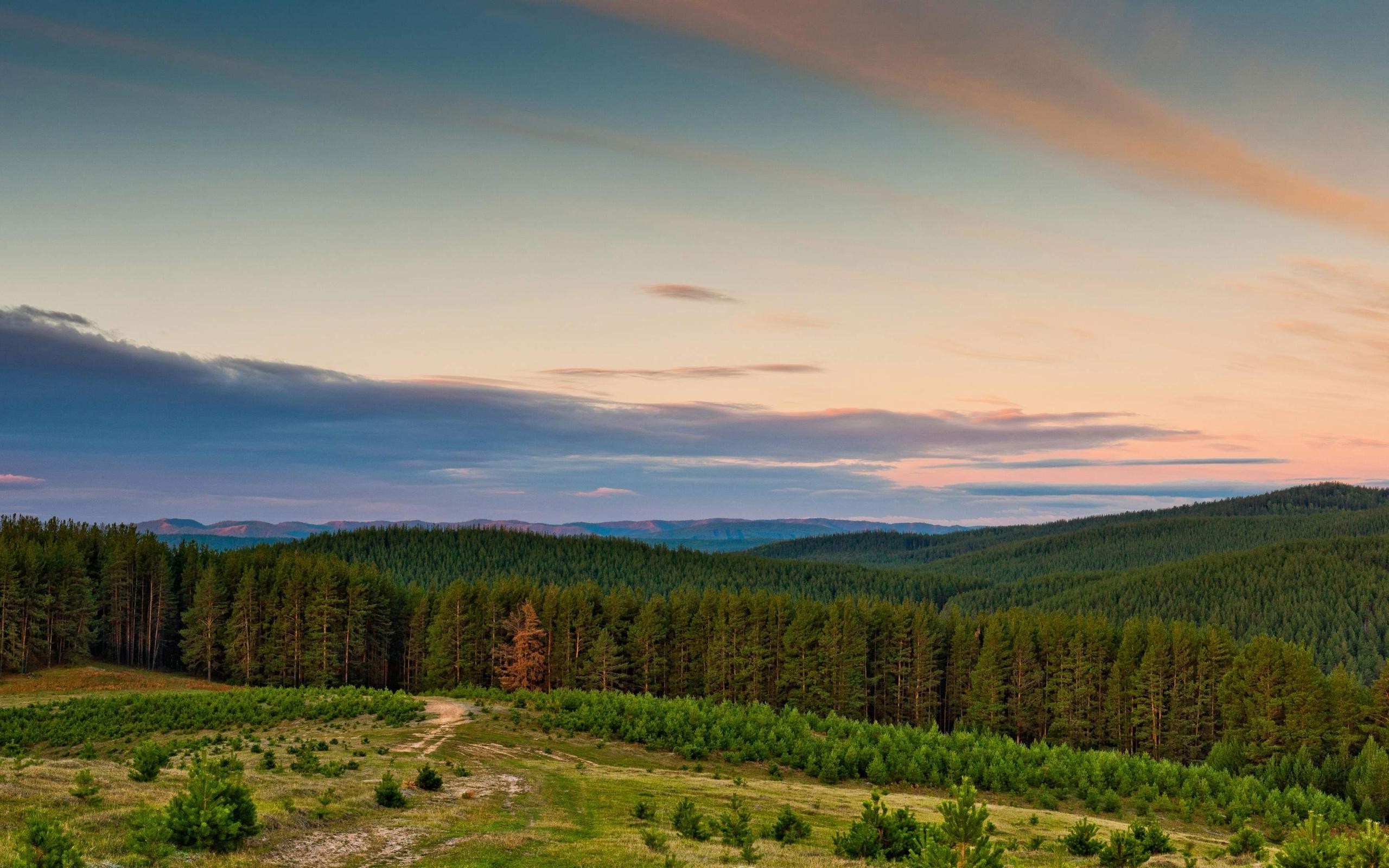 nature, Trees Wallpaper