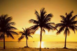 beach, Palm trees, Sunset