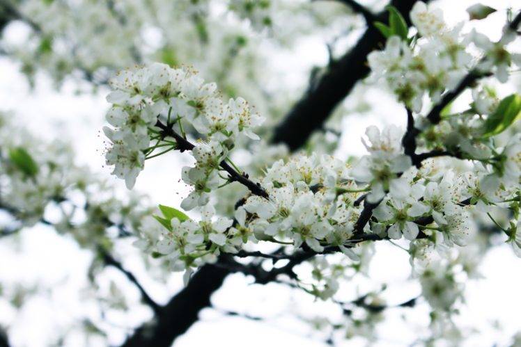 white flowers, Flowers, Nature, Depth of field, Blossoms HD Wallpaper Desktop Background