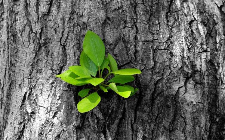 plants, Trees, Leaves HD Wallpaper Desktop Background
