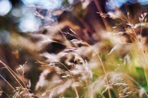 grass, Blurred