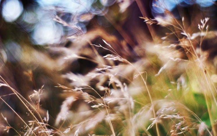 grass, Blurred HD Wallpaper Desktop Background