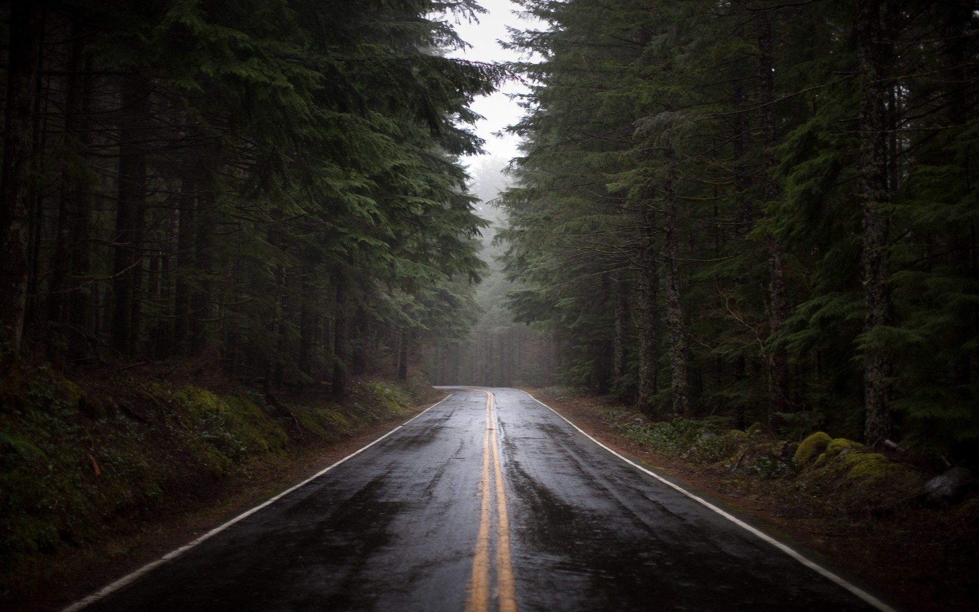 road, Forest Wallpaper