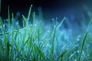grass, Plants, Water drops