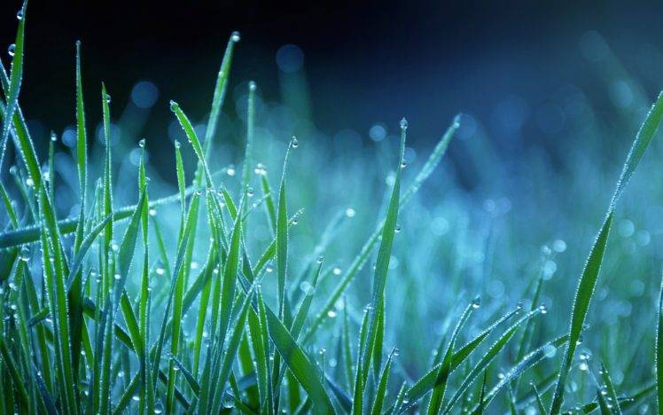 grass, Plants, Water drops HD Wallpaper Desktop Background
