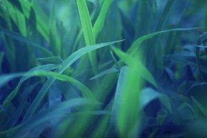 grass, Macro, Plants