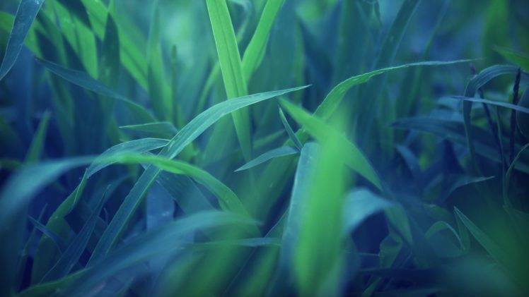 grass, Macro, Plants HD Wallpaper Desktop Background
