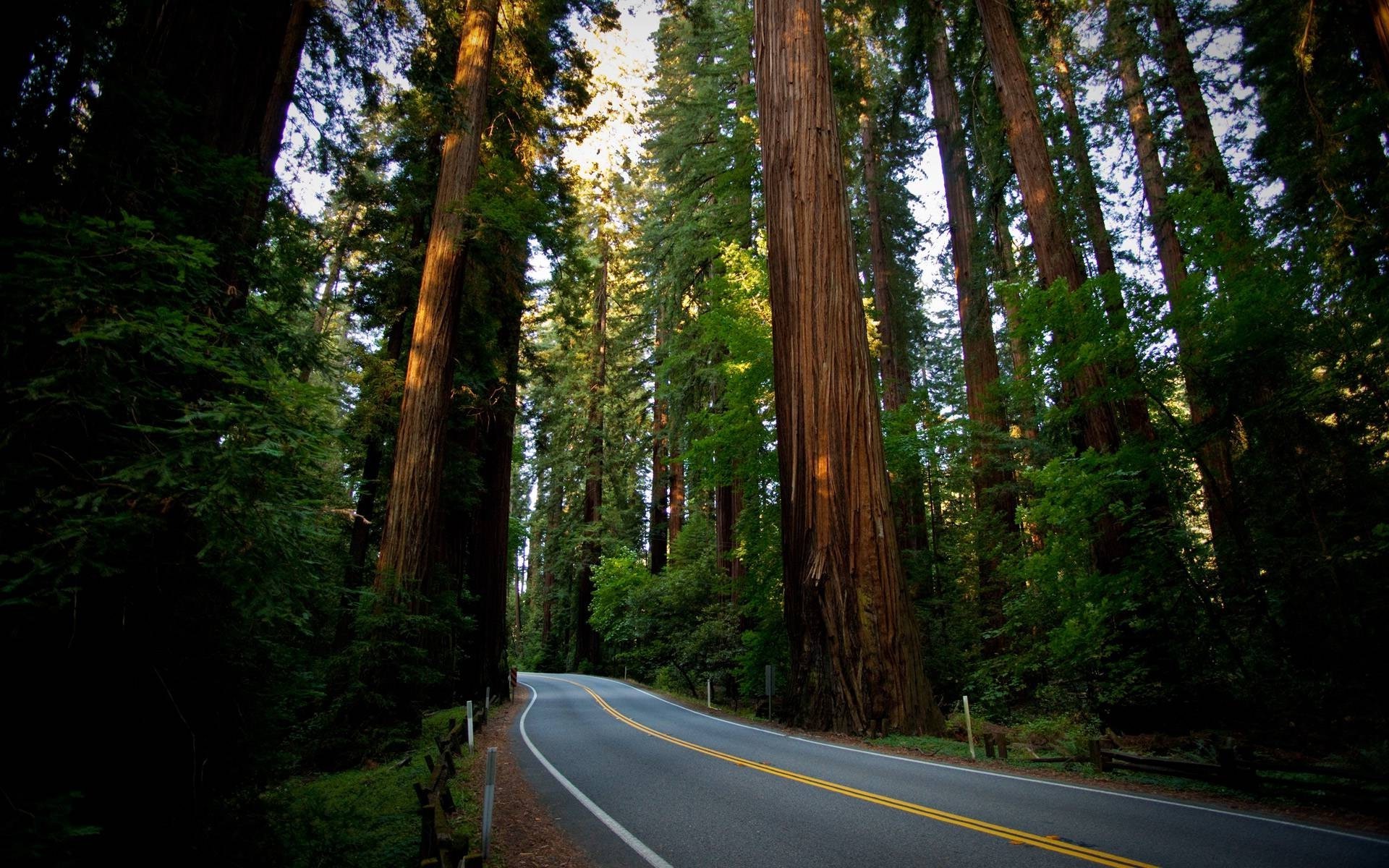 road, Trees, Forest Wallpaper