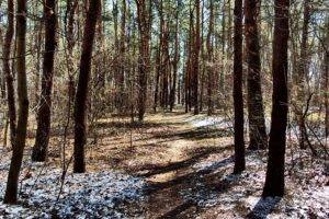 winter, Path, Forest, Spring