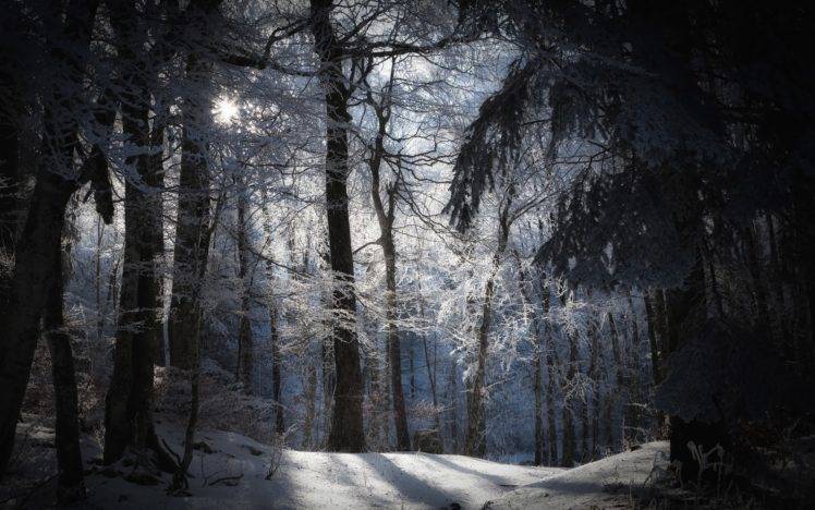 forest, Winter HD Wallpaper Desktop Background