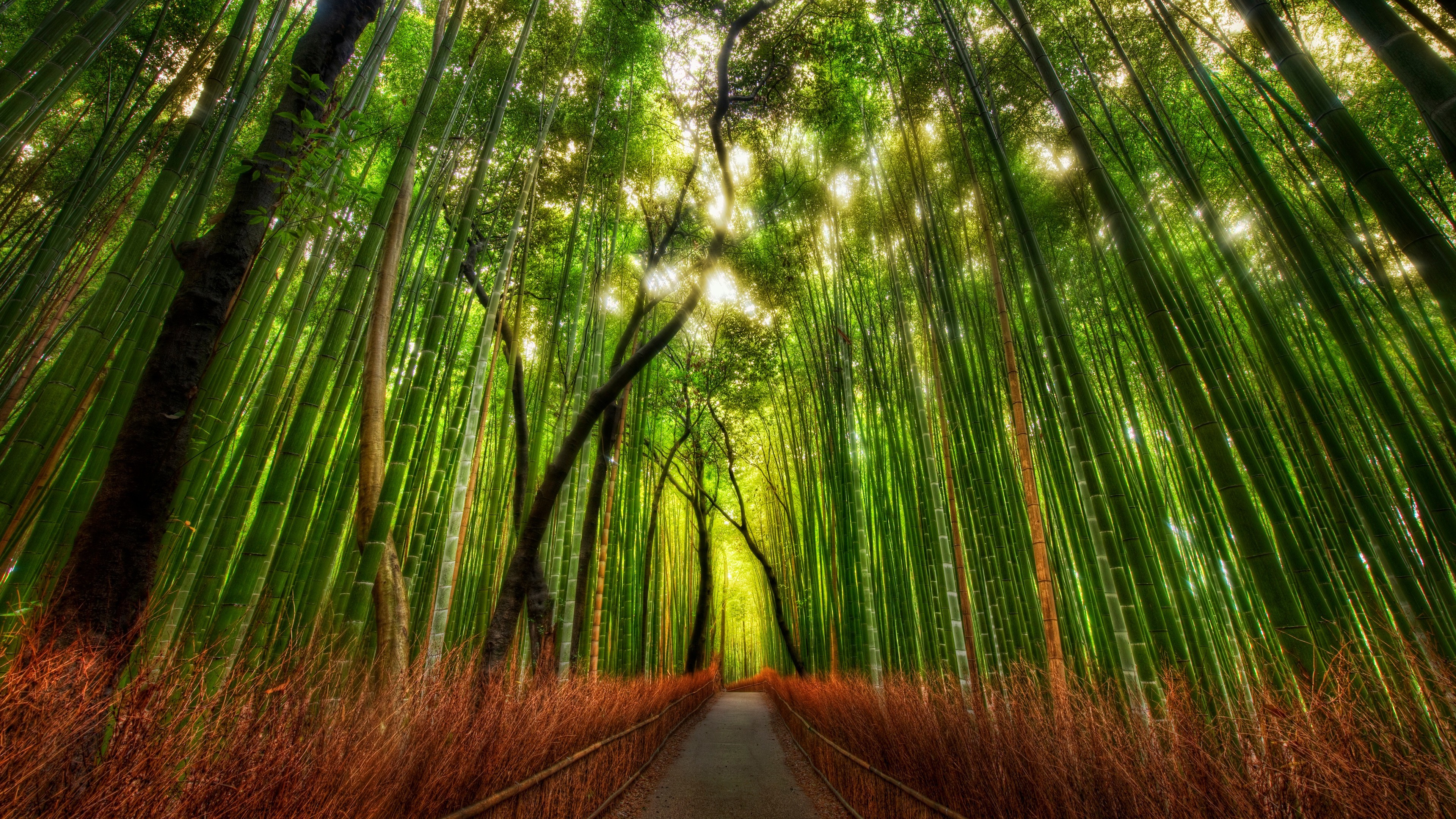 bamboo, Forest Wallpaper