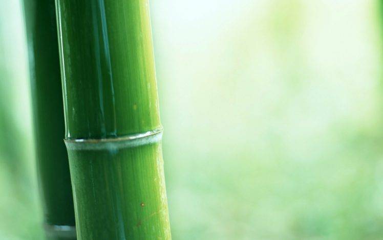 plants, Bamboo, Green, Depth of field HD Wallpaper Desktop Background