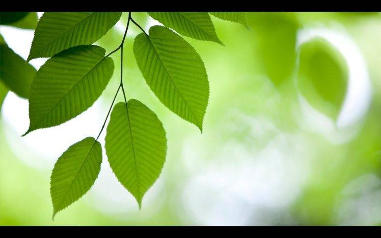 leaves, Plants, Green HD Wallpaper Desktop Background