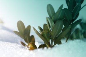 snow, Digital art, Plants, Winter