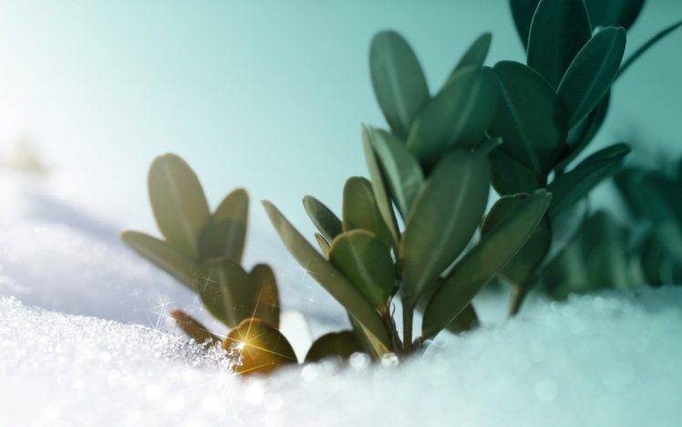 snow, Digital art, Plants, Winter HD Wallpaper Desktop Background