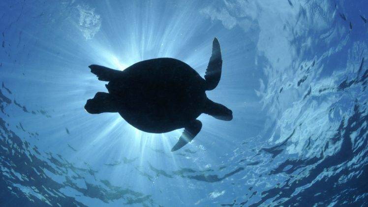 sea, Water, Turtle, Wildlife HD Wallpaper Desktop Background