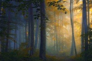 forest, Path, Trees, Mist