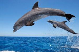 dolphin, Sea