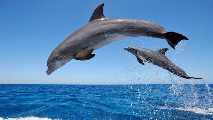 dolphin, Sea HD Wallpaper Desktop Background