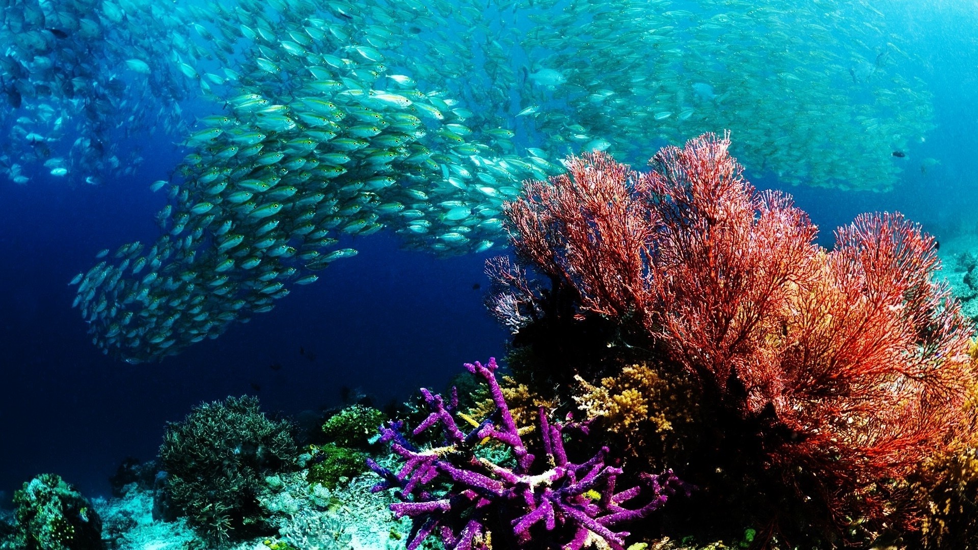 coral, Sea, Fish Wallpaper