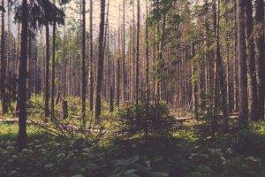 Poland, Forest clearing