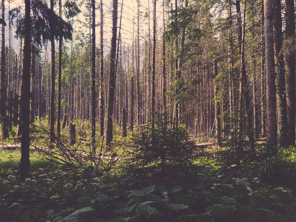 Poland, Forest clearing Wallpaper
